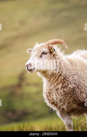 Un mouton islandais avec de longues cornes de curling et de la fourrure de curly Banque D'Images