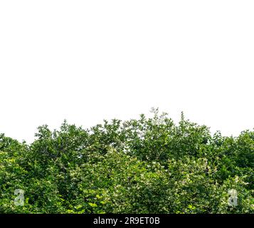 Arbre de haie sauvage privé (Ligustrum Chinensis) isolé sur blanc avec un chemin d'écrêtage inclus, espace de copie Banque D'Images