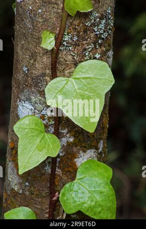 Grimpeur d'Ivy Island (Hedera canariensis) sur le tronc des arbres Banque D'Images