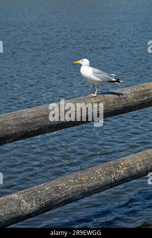 Goéland argenté (Larus argentatus) assis sur la clôture, port, Prerow, Fischland-Darss-Zingst, Mecklembourg-Poméranie-Occidentale, Allemagne Banque D'Images