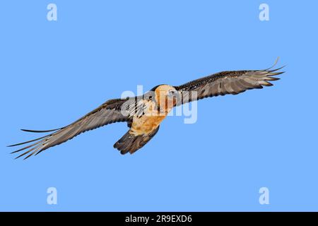 Vautour barbu / Lämmergeier (Gypaetus barbatus) en vol contre ciel bleu Banque D'Images