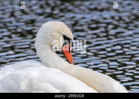 Portrait en gros plan du cygne muet (Cygnus olor) nageant dans le lac Banque D'Images