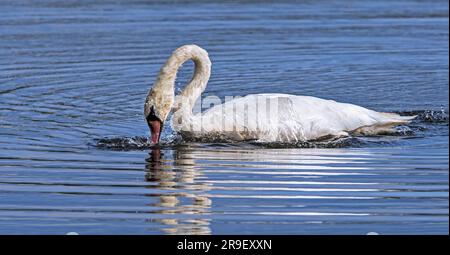 Muet cygne (Cygnus olor) baignade en plongeant les plumes dans l'eau du lac Banque D'Images