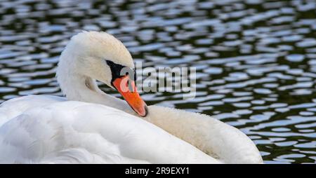 Portrait en gros plan du cygne muet (Cygnus olor) nageant dans le lac Banque D'Images