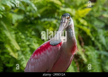 Roseate spoonbill (Platalea ajaja / Ajaia ajaja), oiseau de passage à gué grégaire originaire de l'Amérique du Sud et du Nord Banque D'Images