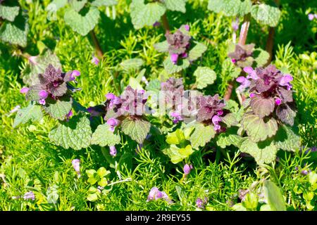 La marbrure rouge (lamium purpueum), gros plan de quelques-unes des plantes ou mauvaises herbes communes de la fleur, croissant par la sous-croissance au soleil de printemps. Banque D'Images