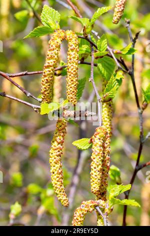 Bouleau argenté (betula pendula), gros plan des fleurs mâles ou des chatons accrochés à l'arbre lorsque les feuilles commencent à apparaître au printemps. Banque D'Images