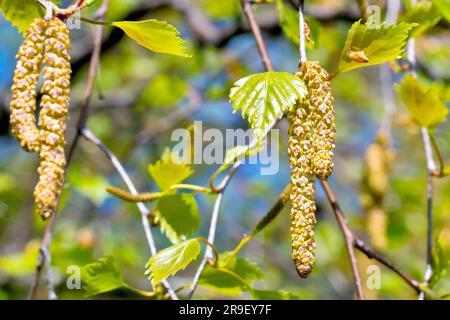 Bouleau argenté (betula pendula), gros plan des fleurs mâles ou des chatons accrochés à l'arbre lorsque les feuilles commencent à apparaître au printemps. Banque D'Images