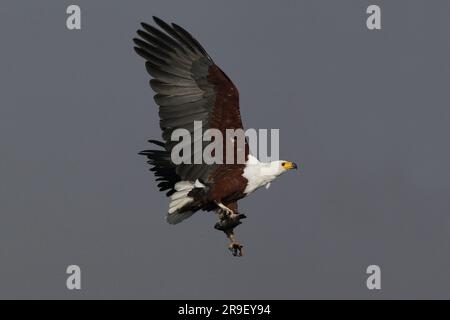 Aigle-poisson africain, haliaeetus vocifer, adulte en vol, pêche à la rivière Chobe, delta de l'Okavango au Botswana Banque D'Images