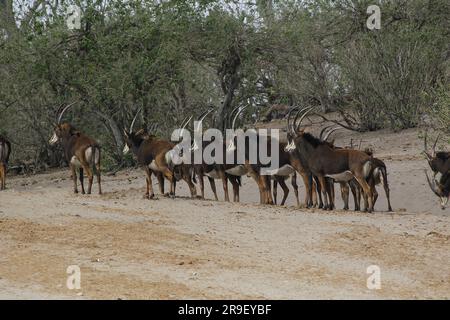 Antelope de sable, hippotragus niger, Herd à Chobe Park, delta d'Okavango au Botswana Banque D'Images
