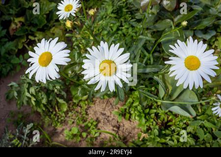 Pâquerette commune (L. Leucanthemum vulgare), ou camomille de jardin. Juin Banque D'Images