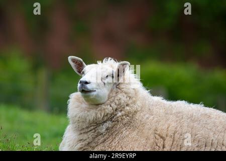Gros plan de grands moutons, isolés à l'extérieur, couchés sur l'herbe dans la campagne britannique. Banque D'Images