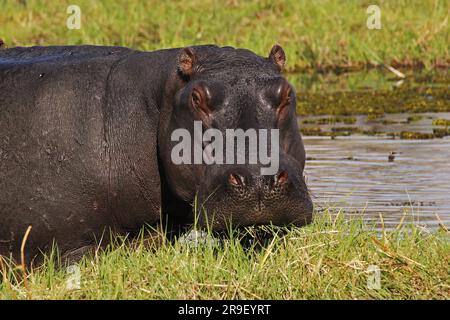 Hippopotame, hippopotame amphibius, adulte dans la rivière Chobe, delta de l'Okavango au Botswana Banque D'Images