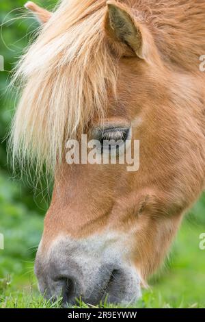 Vue rapprochée d'une tête en poney avec de l'herbe verte sur le sol. Banque D'Images