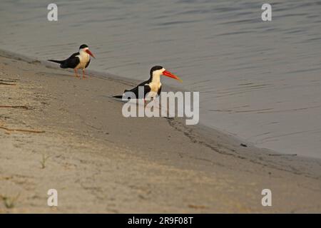 Black Skimmer, rynchops niger, adultes près de la rivière Chobe, delta de l'Okavango au Botswana Banque D'Images