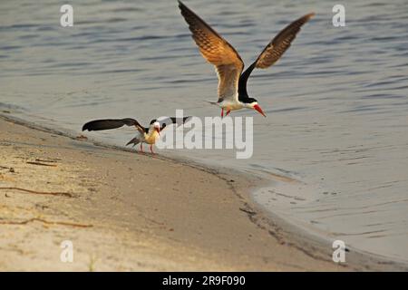 Black Skimmer, rynchops niger, adultes en vol, rivière Chobe, delta de l'Okavango au Botswana Banque D'Images