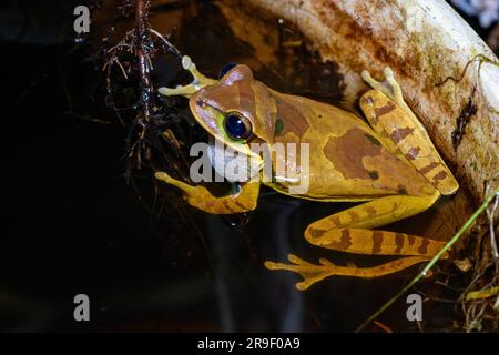 Grenouille drab (Smilisca sordida) de Sarapirqui, Costa Rica. Banque D'Images