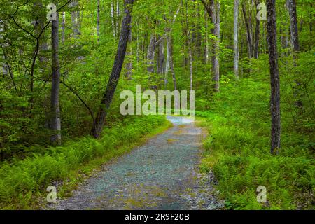 Une route rustique à travers une forêt d'été dans les montagnes Pocono de Pennsylvanie. Banque D'Images