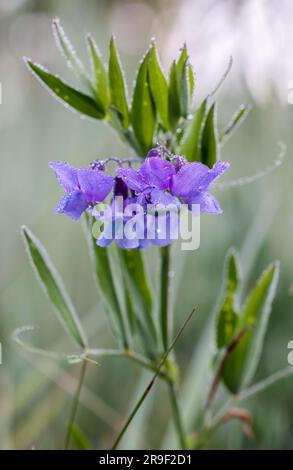 Pois Marsh Banque D'Images