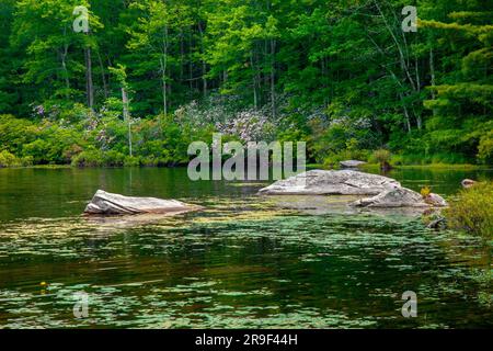 Egypt Meadows Lake dans la zone naturelle de la forêt nationale de Bruce Lake, Pocono Mountains, Pennsylvanie Banque D'Images