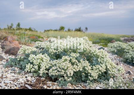 Plage de Stony avec des plantes en fleurs de la mer kale (Crambe maritima) qui poussent en bord de mer. Banque D'Images