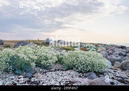 Plage de Stony avec des plantes en fleurs de la mer kale (Crambe maritima) qui poussent en bord de mer. Banque D'Images