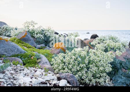 Plage de Stony avec des plantes en fleurs de la mer kale (Crambe maritima) qui poussent en bord de mer. Banque D'Images