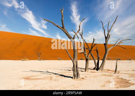 Des arbres camelthorn morts contre des dunes de sable imposantes à Deadvlei, parc national Namib-Naukluft, Namibie, Afrique. Banque D'Images