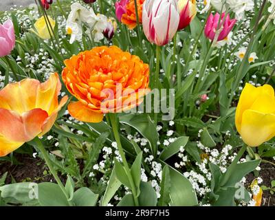 Un lit de différents types de tulipes fleuries et d'autres fleurs sur la place Charles à Prague. Lit fleuri coloré. Concept de printemps et de jardinage. Banque D'Images