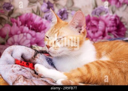 Ginger kitten dort à la maison de près Banque D'Images