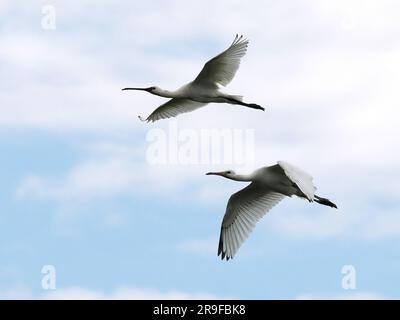 Spatulaire eurasiatique, spatule blanche, Platalea leucorodia, Kanalasgém, Hortobágy, Hongrie, Magyarország, Europe Banque D'Images