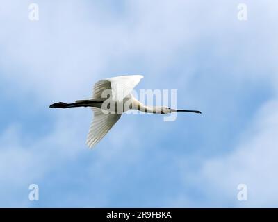 Spatulaire eurasiatique, spatule blanche, Platalea leucorodia, Kanalasgém, Hortobágy, Hongrie, Magyarország, Europe Banque D'Images