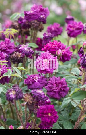 Double violet fleurs d'été de la rose de la mousse centifolia, Rosa nuits de Young, dans le jardin du Royaume-Uni juin Banque D'Images