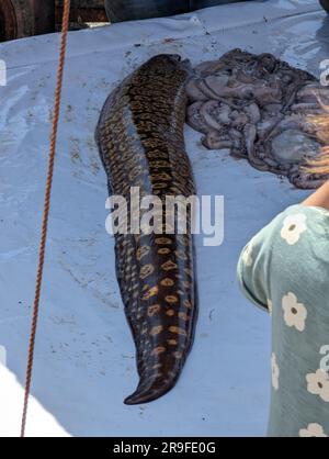 Une grosse anguille moray à vendre sur le marché du poisson d'Essaouira, au Maroc Banque D'Images