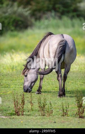 Konik Pony Equus ferus cabalus largement utilisé pour la conservation du pâturage dans une réserve naturelle du nord-ouest de Norfolk, Royaume-Uni Banque D'Images