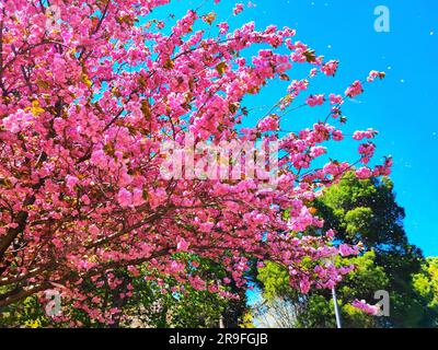 Istra - Slovénie et Croatie Voyage Banque D'Images