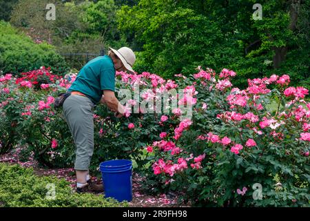 Femme élagage de roses dans le jardin de roses Rudolf W. van der Goot, Colonial Park, Somerset, New Jersey, États-Unis Banque D'Images