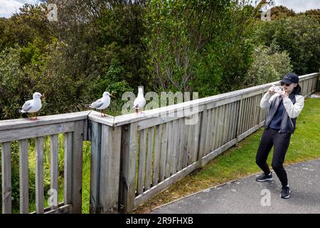 Un touriste qui photographie des mouettes – goélands, oiseaux – à Knights point Lookout, South Island, New Zealand West Coast. Photo : Rob Watkins Banque D'Images