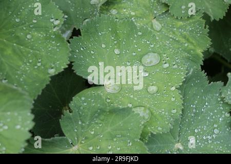 La touche rafraîchissante de la nature : des feuilles vertes vibrantes ornées de gouttelettes étincelantes, une célébration pure de la vie. Banque D'Images