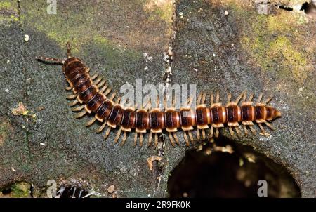 Serres millipede (Oxidus gracilis) rampant à travers la végétation pourrie à Houston, TX. Des espèces communes d'arthropodes sont introduites dans le monde entier. Banque D'Images