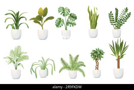 Collection de plantes exotiques en céramique blanche pots de maison plantes vecteur illustration isolée sur fond blanc Illustration de Vecteur