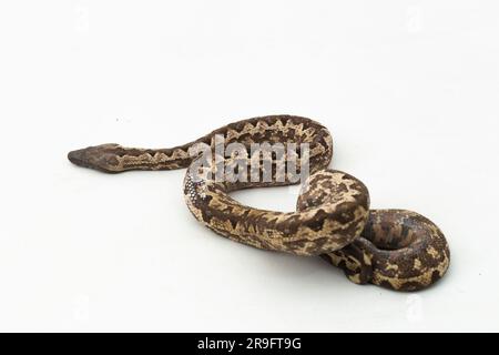 Serpent boa terrestre de l'île Salomon ou Candoia carinata paulsoni isolé sur fond blanc Banque D'Images