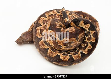 Serpent boa terrestre de l'île Salomon ou Candoia carinata paulsoni isolé sur fond blanc Banque D'Images