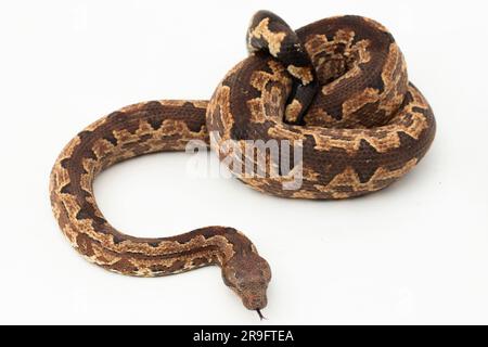 Serpent boa terrestre de l'île Salomon ou Candoia carinata paulsoni isolé sur fond blanc Banque D'Images