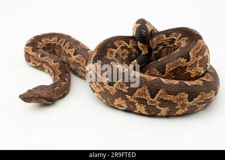 Serpent boa terrestre de l'île Salomon ou Candoia carinata paulsoni isolé sur fond blanc Banque D'Images