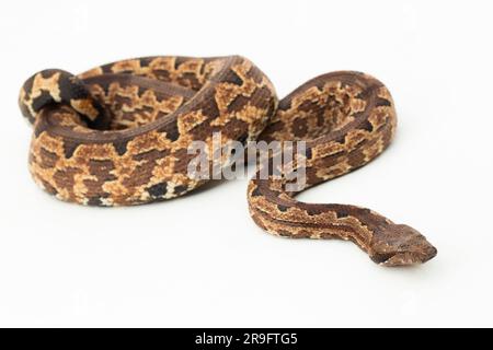 Serpent boa terrestre de l'île Salomon ou Candoia carinata paulsoni isolé sur fond blanc Banque D'Images