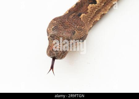 Serpent boa terrestre de l'île Salomon ou Candoia carinata paulsoni isolé sur fond blanc Banque D'Images