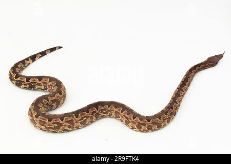 Serpent boa terrestre de l'île Salomon ou Candoia carinata paulsoni isolé sur fond blanc Banque D'Images