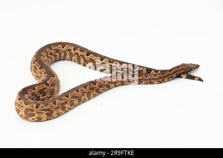 Serpent boa terrestre de l'île Salomon ou Candoia carinata paulsoni isolé sur fond blanc Banque D'Images