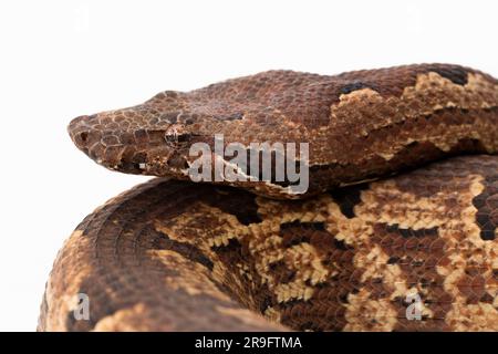 Serpent boa terrestre de l'île Salomon ou Candoia carinata paulsoni isolé sur fond blanc Banque D'Images